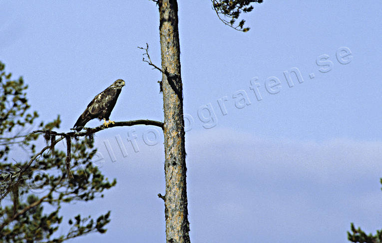 animals, bird, bird of prey, birds, buteonine, pine, raptors