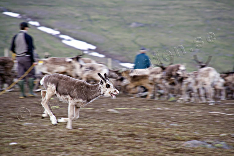 animals, calf tagging, culture, mammals, mountain, reindeer, reindeer, reindeer calf, reindeer calves, ritsem, sami culture
