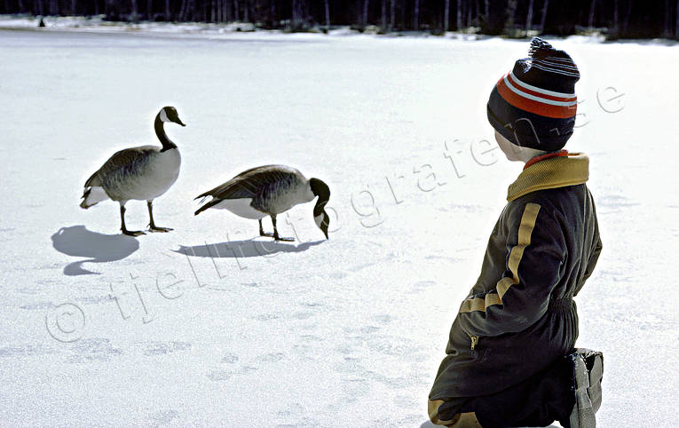 animals, birds, boy, canada goose, feed, geese, goose