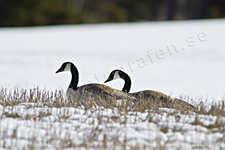 animals, birds, canada geese, canada goose, couple, cranes, eddish, stubble field, geese