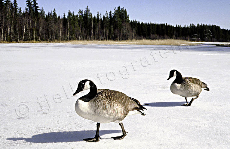 animals, birds, canada goose, geese, goose, ice, spring ice