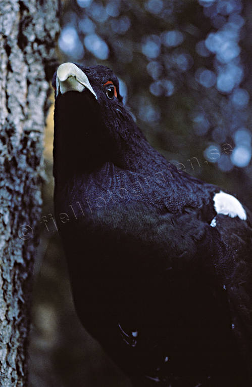 animals, bird, birds, capercaillie, capercaillie cock, close-up, forest bird, forest poultry