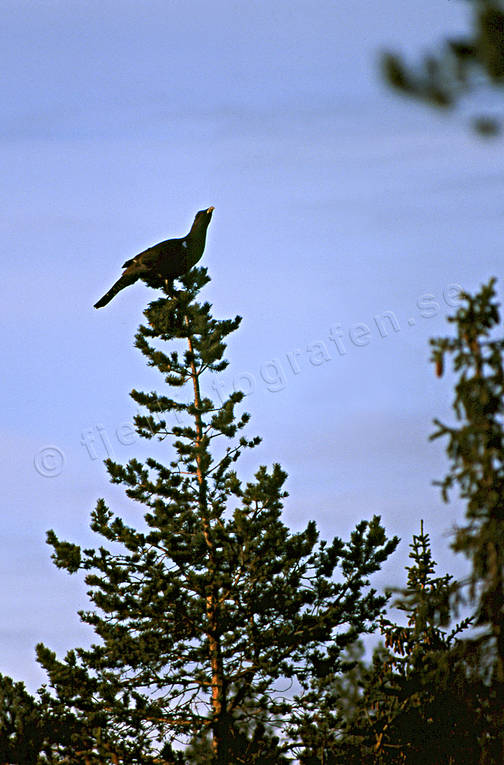 animals, birds, capercaillie, capercaillie cock, capercaillie hunt, capercaillie hunting, forest bird, forest poultry