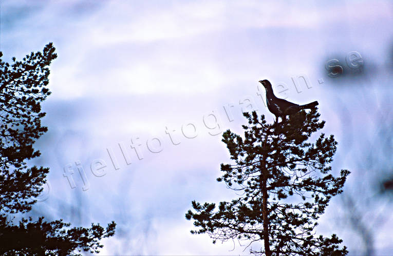 animals, bird, birds, capercaillie, capercaillie cock, forest bird, forest poultry, top