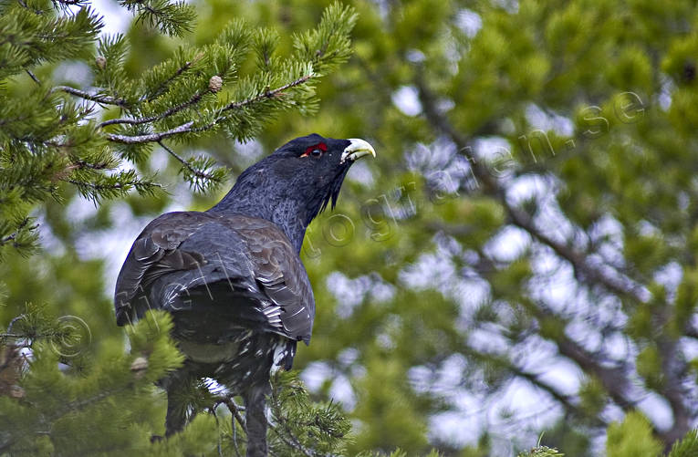 animals, bird, birds, capercaillie, capercaillie cock, cock, forest bird, forest poultry, tree