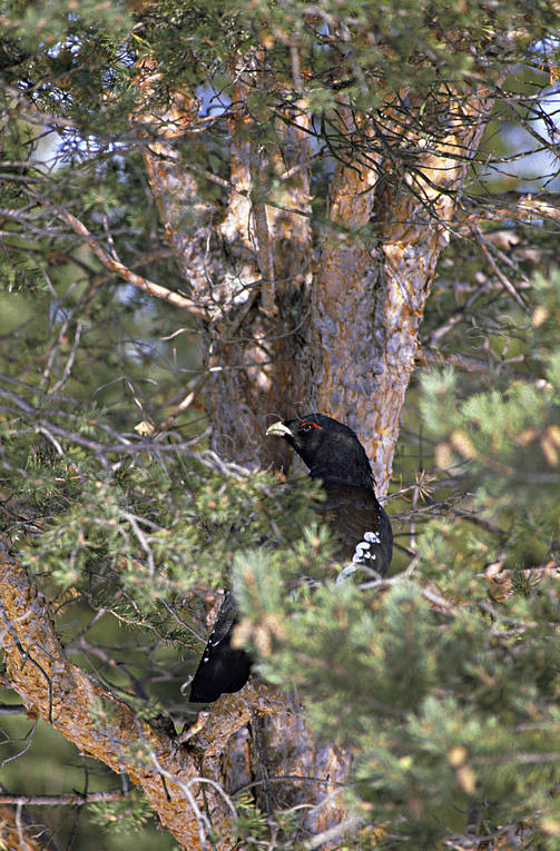 animals, bird, birds, capercaillie, capercaillie cock, cock, forest bird, forest poultry, pine, pine limb, pine branch, tree