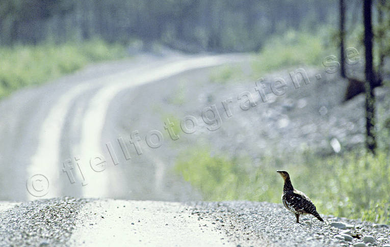 animals, bird, birds, capercaillie, capercaillie hen, forest bird, forest poultry, gravel, gravels, hen, road, roadside