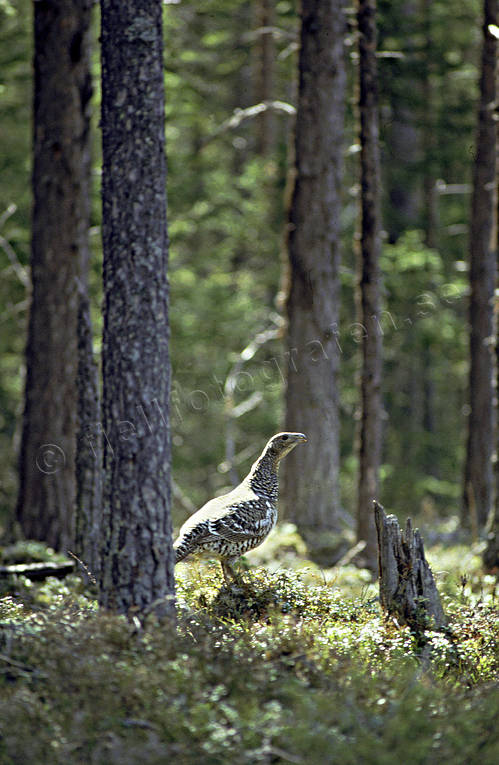 animals, bird, birds, capercaillie, capercaillie hen, forest bird, forest poultry, hen, pine forest, sunnyglade