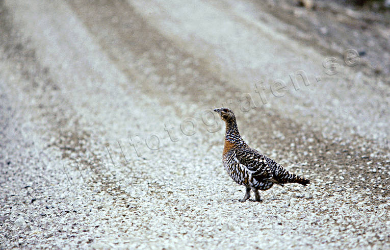 animals, bird, birds, capercaillie, capercaillie hen, female great grouse, forest bird, forest poultry, gravel road, gravel, gravels, road, stone