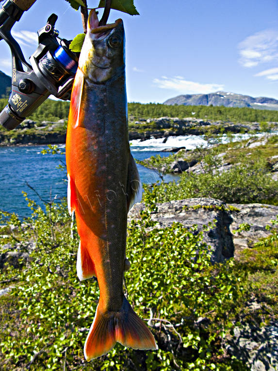 angling, captured, char, char fishing, fishing, mountain fishing, red, reel fishing, spin fishing