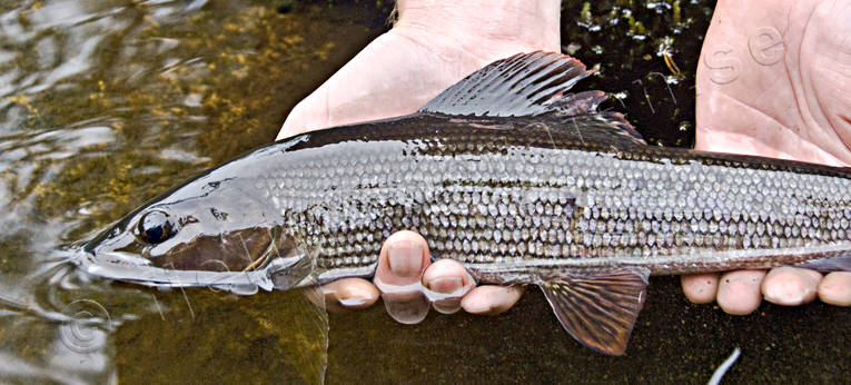 angling, fish, fishing, flyfishing, grayling, grayling fishing, slppa