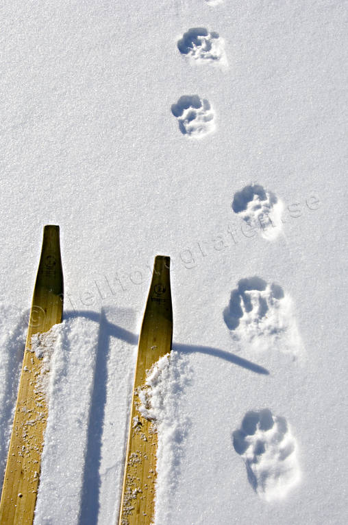 Animals Mammals Lynx Catamount track in snow © toj05536