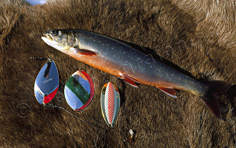 angling, char, fish, fishing, fishing through ice, ice fishing, ice fishing, winter fishing