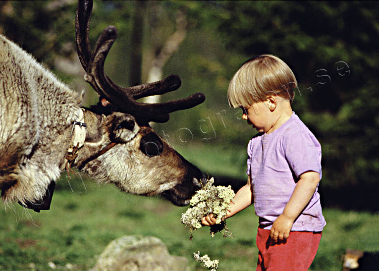 children, culture, feeds, outdoor life, reindeer, reindeer moss, sami culture, summer, wild-life, äventyr