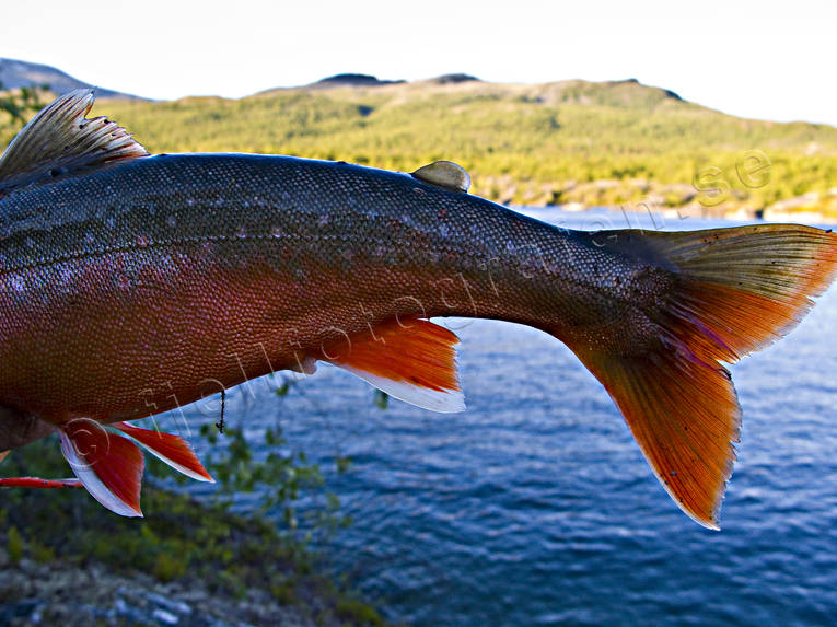 angling, bottom, tail, char, fish, fish fin, fish pennae, fishing, fishtail, fjllfisk, mountain fishing, penna, pennae, red, reel fishing, salmonids, sport fishing, delfisk