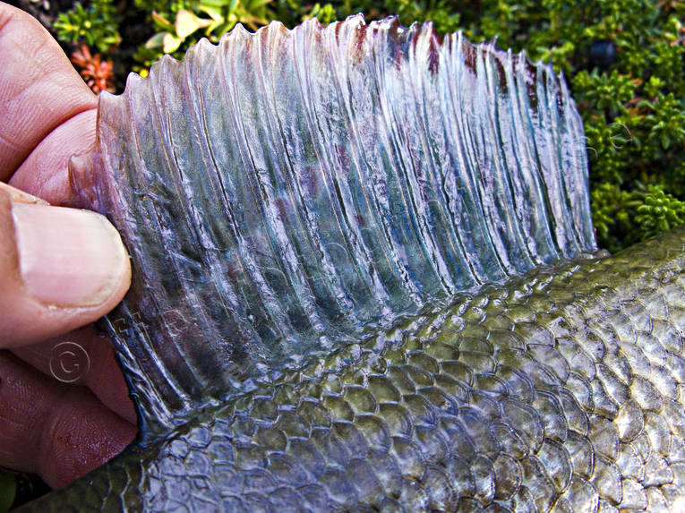 angling, close-up, fish, fish fin, fish scale, fishing, grayling, mountain, penna, pennae, reel fishing, ryggfena, sport fishing