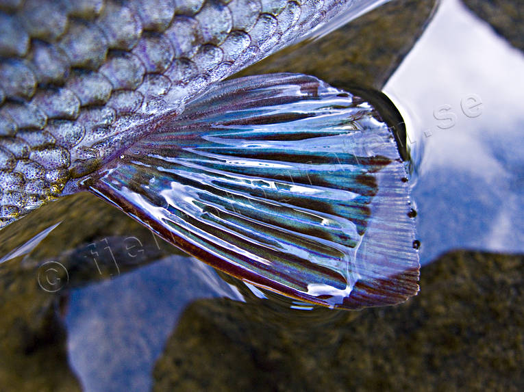 angling, blue, close-up, fish, fish fin, fish scale, fishing, grayling, mountain, pectoral fin, penna, pennae, reel fishing, simfena, sport fishing
