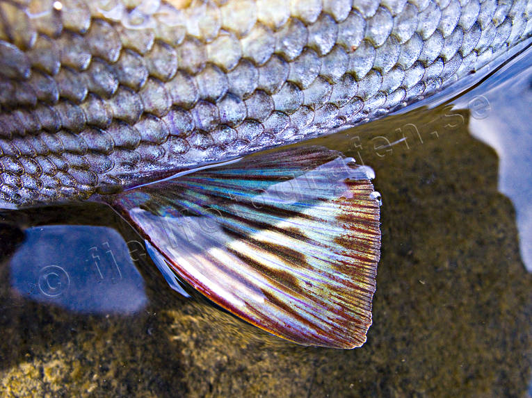 angling, blue, close-up, fish, fish fin, fish scale, fishing, grayling, mountain, pectoral fin, penna, pennae, reel fishing, simfena, sport fishing