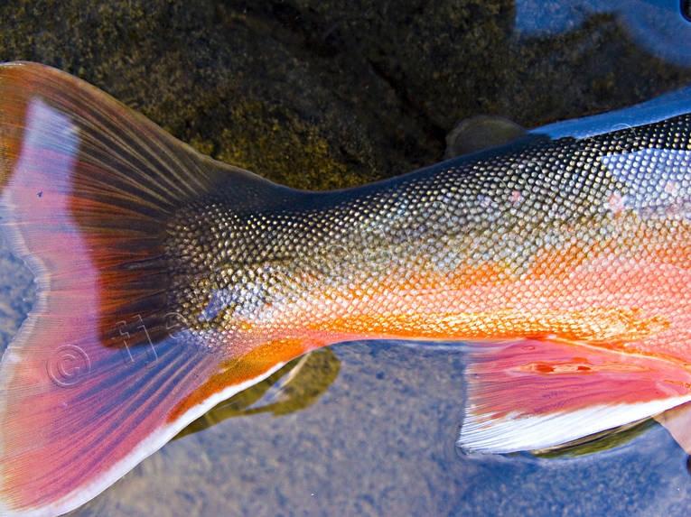 angling, char, char fishing, fish fin, fishing, mountain, penna, pennae, red, reel fishing, stjrtfena