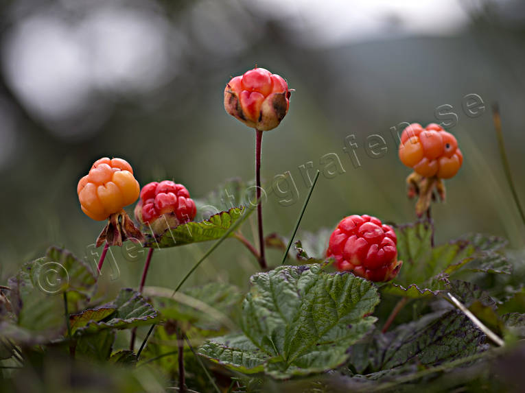 berries, biotope, biotopes, bog soil, cloudberry, cloudberry bog, mire, mountain, mountain marsh, alpine marsh, mountains, nature, red, red, ripe
