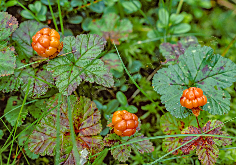 berries, berry picking, biotope, biotopes, bog soil, cloudberry, cloudberry, cloudberry picking, golden, green, mire, nature, Norrland, plants, herbs, summer, wild-life, äventyr