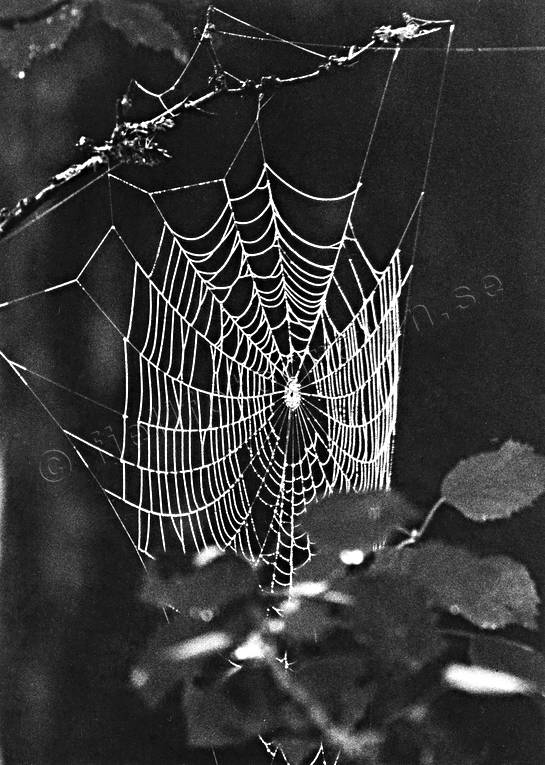 animals, cobweb, european garden spider, spider, spiders