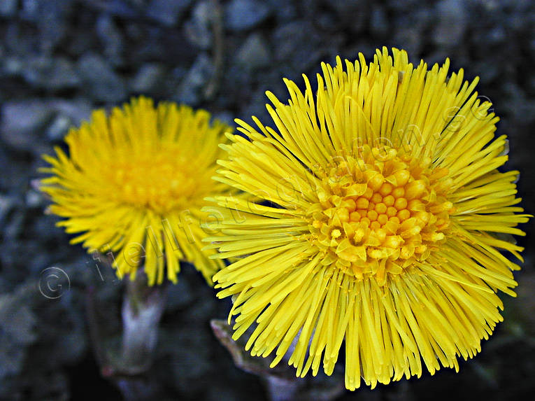 biotope, biotopes, close-up, colt's-foot, coltsfoot, flower, flowers, meadowland, meadows, nature, spring, spring flower, ng