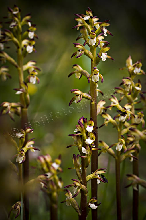 alpine flower, alpine flowers, biotope, biotopes, corallorhiza trifida, coralroot orchid, flourishing, flower, flowers, nature, orchid, orchids, woodland