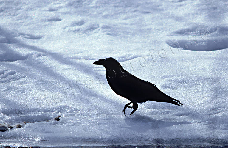 animals, bird, birds, corbie, raven, corvids, snow, winter