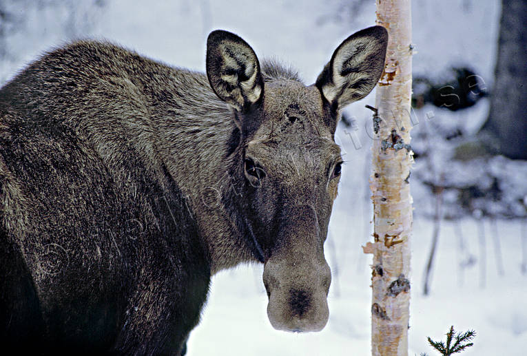 animals, cow, moose, mammals, moose, moose, winter, winter landscape