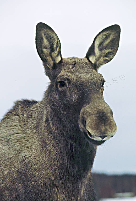 animals, close-up, cow, moose, ears, listen, listens, mammals, moose, moose