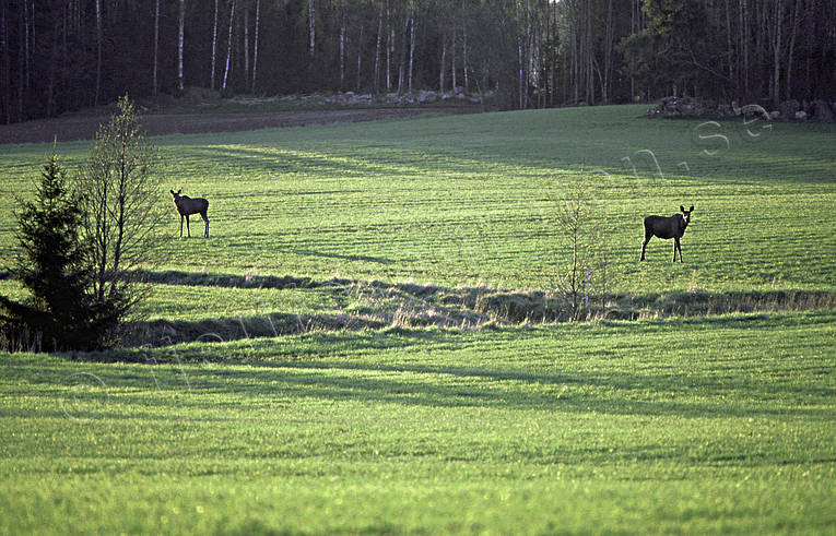 animals, crop land, elk grazing, evening sun, grazes, greenery, mammals, moose, moose, morning sun
