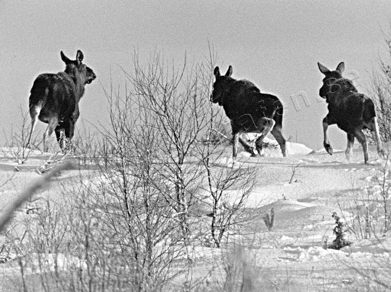 animals, black-and-white, calf, calfs, cow, moose, elk calf, moose calf, escape, escapes, fly, mammals, moose, moose, winter