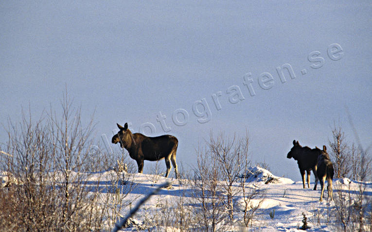 animals, calf, calfs, cow, moose, elk calf, moose calf, mammals, moose, moose, snow, winter