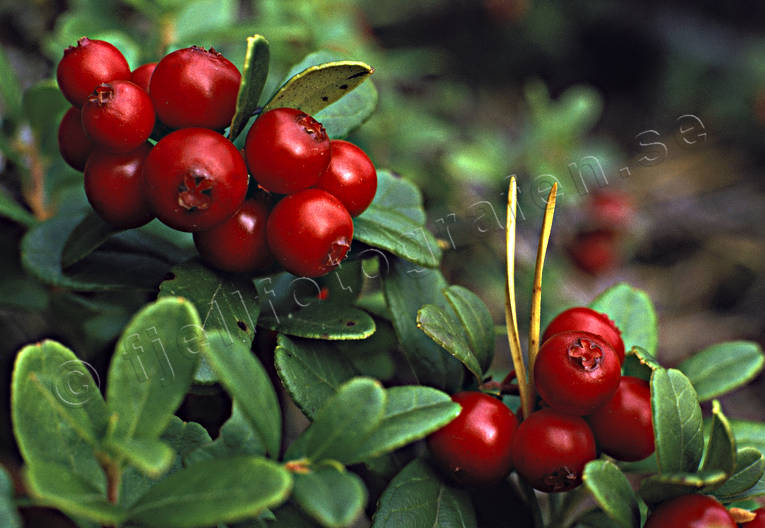 berries, biotope, biotopes, cowberry, ericaceous plants, forest land, forests, nature, red, red, woodland