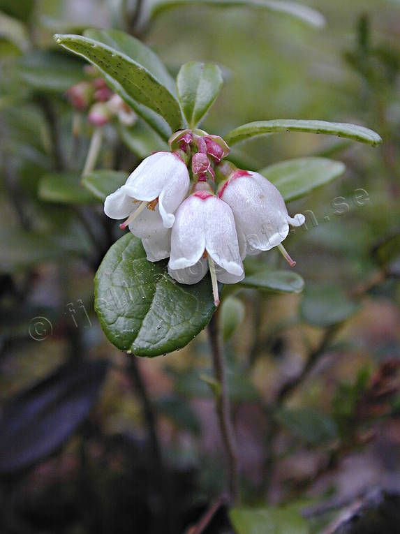 berries, biotope, biotopes, cowberry, ericaceous plants, flourishing, flowers, forest land, forests, nature, woodland