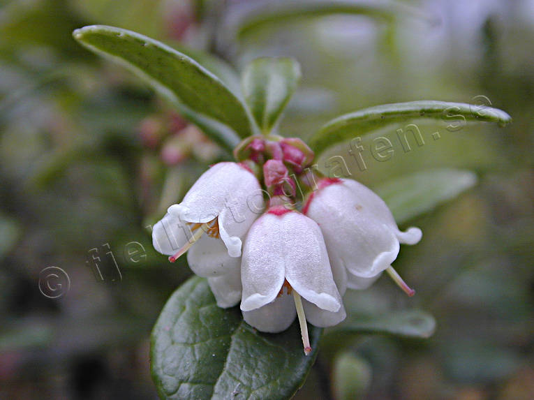 berries, biotope, biotopes, cowberry, ericaceous plants, flourishing, flowers, forest land, forests, nature, woodland