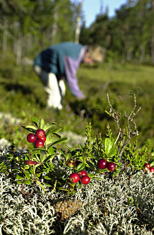 berries, berry harvest, berry picking, cowberry, cowberry picking, summer, ventyr
