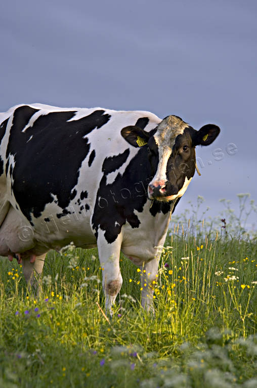 animals, be in country, cow, cows, cows, ko, mammals, meadowland, pasturage, pets, äng
