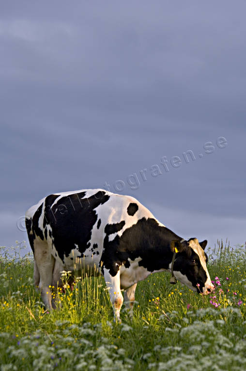 animals, be in country, cow, cows, cows, grazes, ko, mammals, meadowland, pasturage, pets, äng