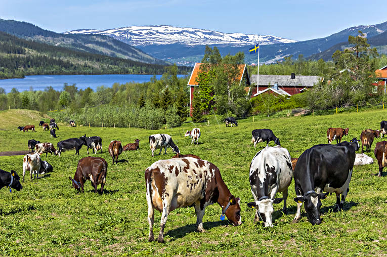 agriculture, alpine cows, animals, be in country, cows, cows, early, farmin, Jamtland, koslpp, landscapes, mammals, mountain, pets, summer, work
