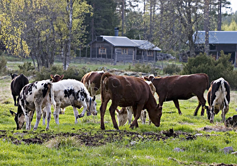 alpine cow, alpine cows, animals, be in country, cows, cows, heifer, heifers, mammals, pets, sommaräng, summer, summer cottage, summer farm pasture