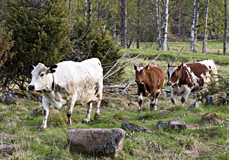 alpine cow, alpine cows, animals, be in country, cows, cows, heifer, heifers, mammals, pets, sommaräng, summer, summer cottage, summer farm pasture