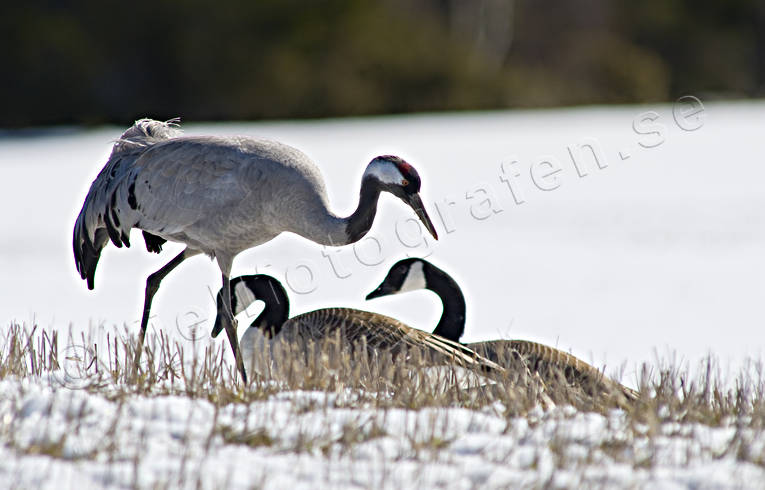 animals, birds, canada geese, crane, cranes, eddish, stubble field, flyttfgel, migratory birds, snow