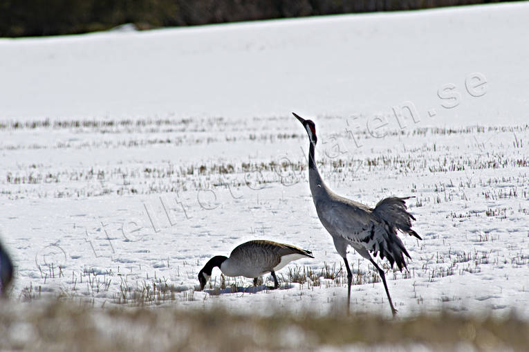 animals, birds, crane, cranes, eddish, stubble field, flyttfgel, migratory birds, snow