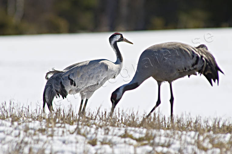 animals, birds, couple, crane, cranes, eddish, stubble field, flyttfgel, migratory birds, snow