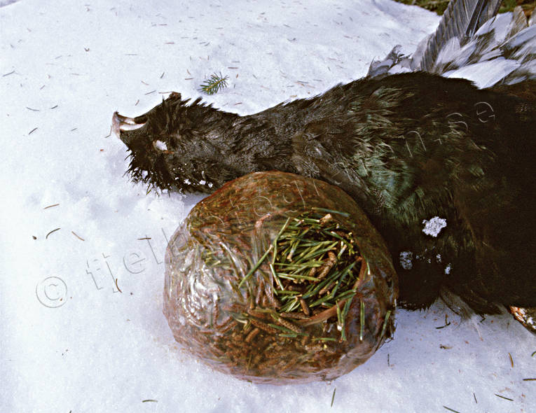 animals, birds, capercaillie, capercaillie cock, capercaillie hunt, capercaillie hunting, crop, forest bird, forest poultry, graze, hunting, pine-needle