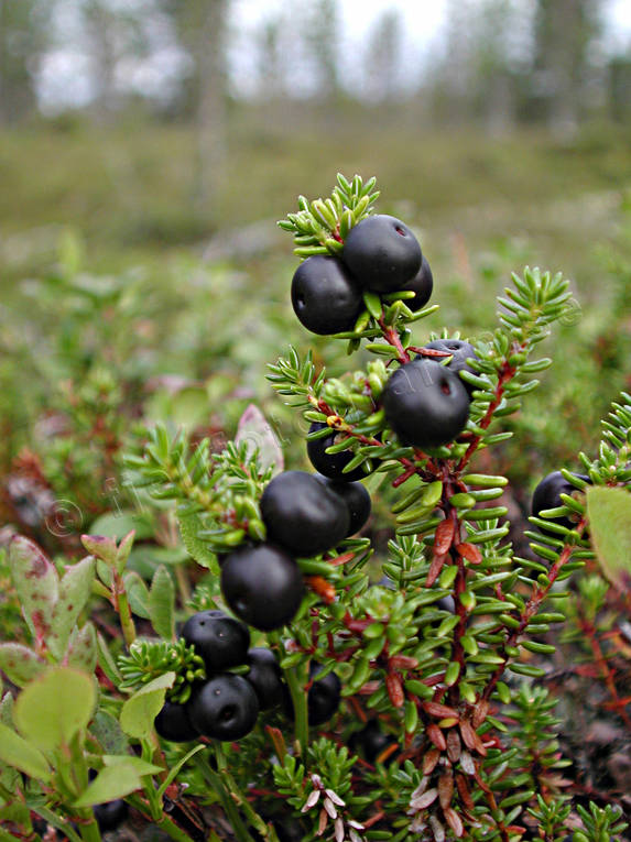 berries, berry sprigs, biotope, biotopes, crowberries, forest land, forests, nature, woodland