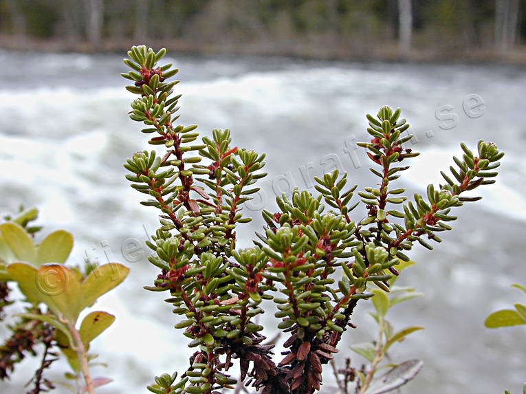 berries, biotope, biotopes, crowberries, crowberries brushwoods, forest land, forests, nature, sprigs, paddy, brushwood, woodland