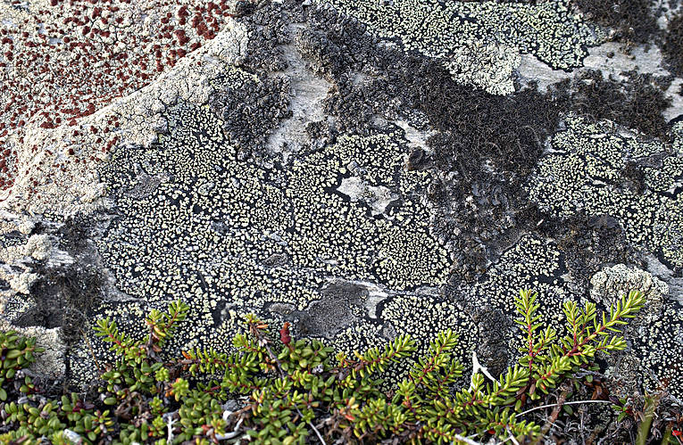 art, biotope, biotopes, crowberries, crowberries sprigs, lichen, lichens, mountain, mountains, natural art, nature, pattern, stone